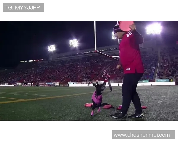 武汉飞盘队区域防守战术解析与实战应用探讨