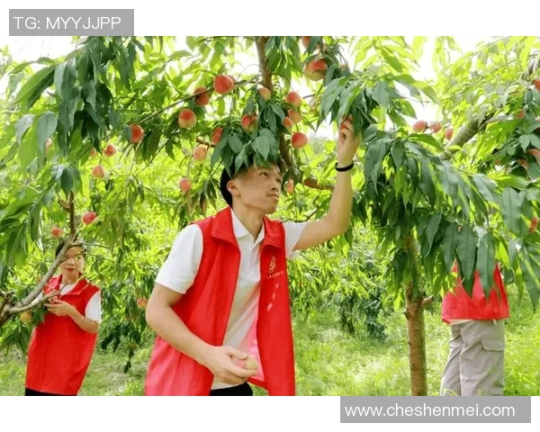 果园采摘乐趣无限，畅游自然田园体验丰收的喜悦与美好时光